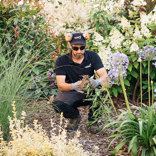 Benjamin Egret paysagiste au travail dans un massif fleuri