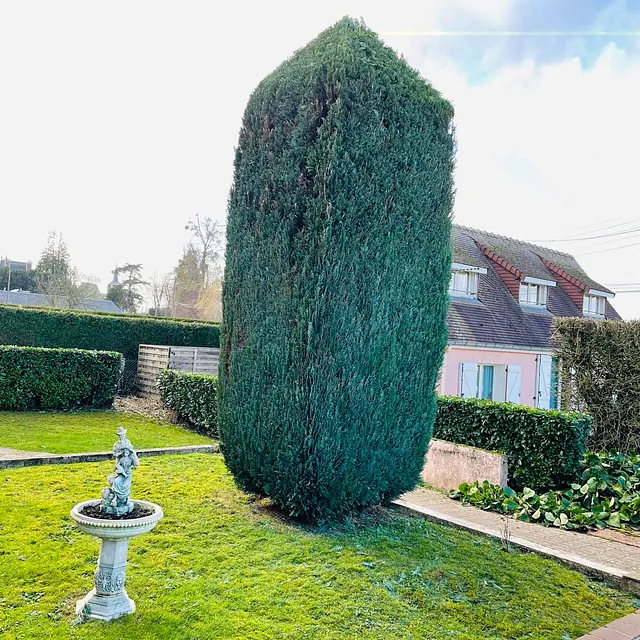 If taillé en cône - Jardin à la française en Normandie