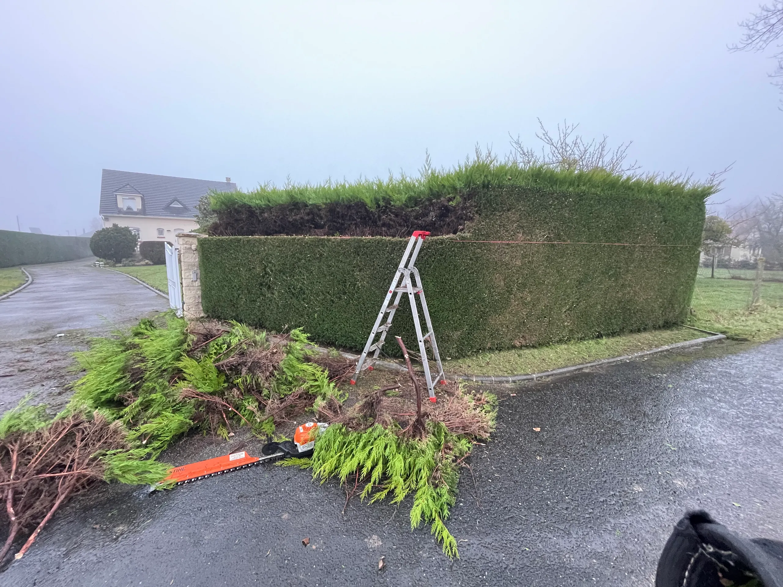 Taille de haie professionnelle par CONFORT O JARDIN