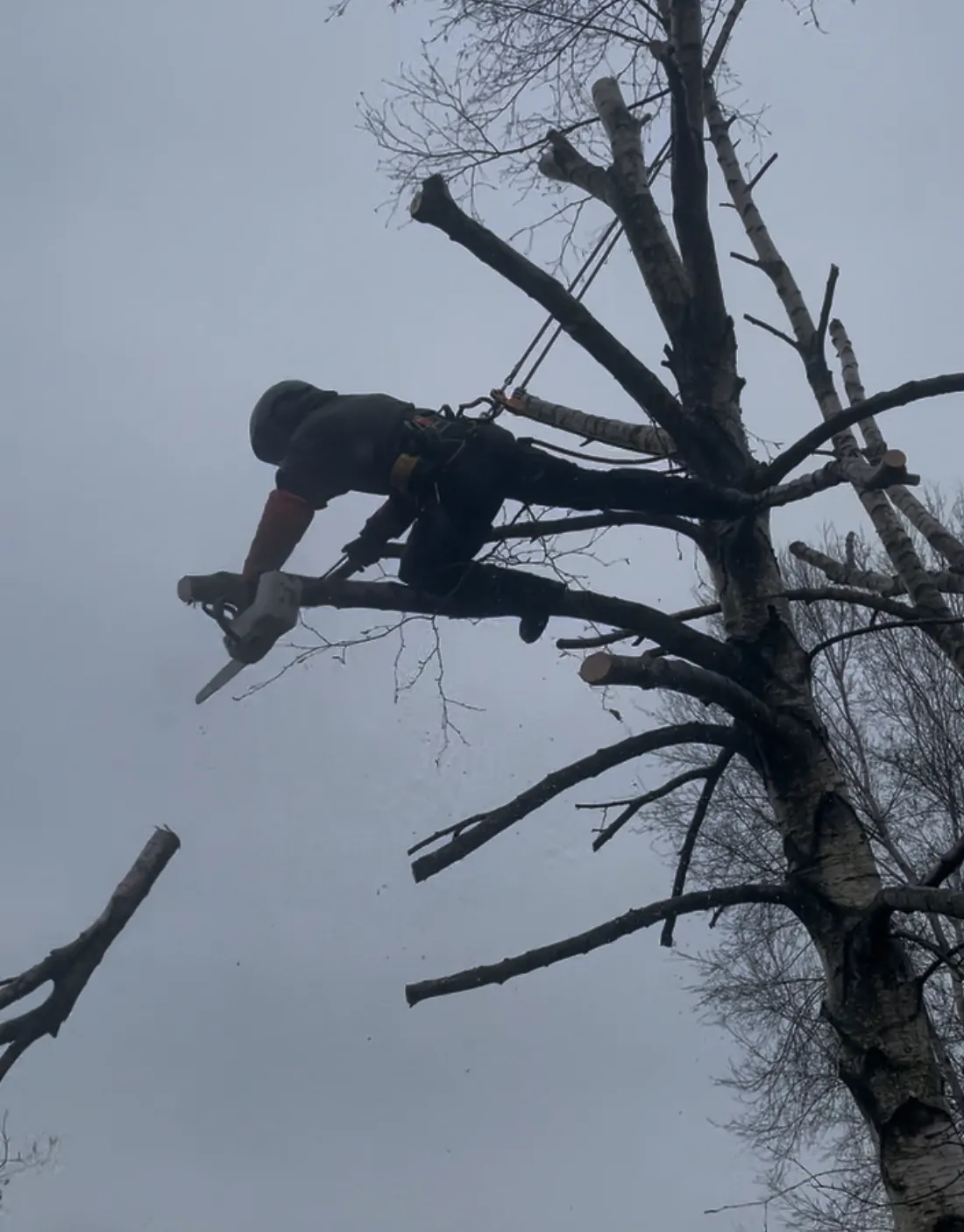 Élagage en hauteur sécurisé en Normandie